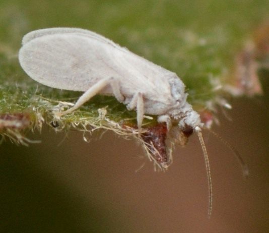 Как бороться с Белокрылкой? - Вредители и болезни Белокрылка