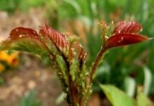 Колония Зелёной розанной тли (Macrosiphum rosae) на молодом побеге розы