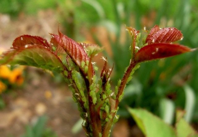 Колония Зелёной розанной тли (Macrosiphum rosae) на молодом побеге розы