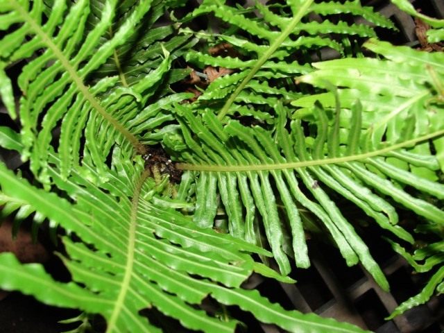 Блехнум горбатый, или Дербянка горбатая (Blechnum gibbum)