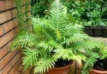 Блехнум горбатый, или Дербянка горбатая (Blechnum gibbum)