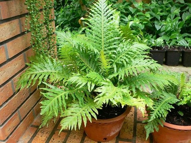 Блехнум горбатый, или Дербянка горбатая (Blechnum gibbum)