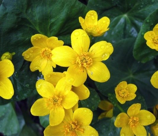 Калужница болотная