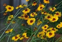 Кореопсис (Coreopsis)