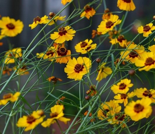 Кореопсис — цветок солнца - Цветы многолетние Кореопсис (Coreopsis)