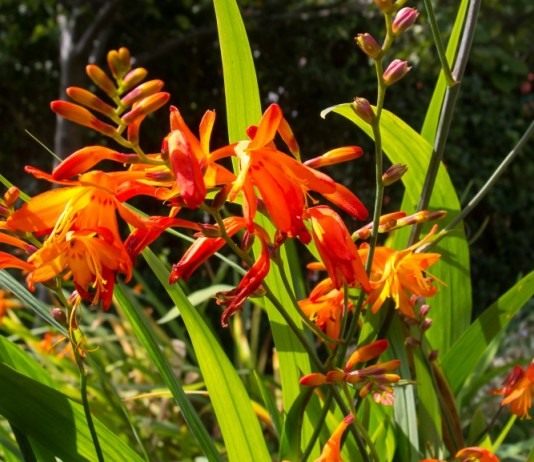 Монтбреция, или Крокосмия — непризнанный гладиолус - Цветы многолетние Крокосмия (монтбреция)