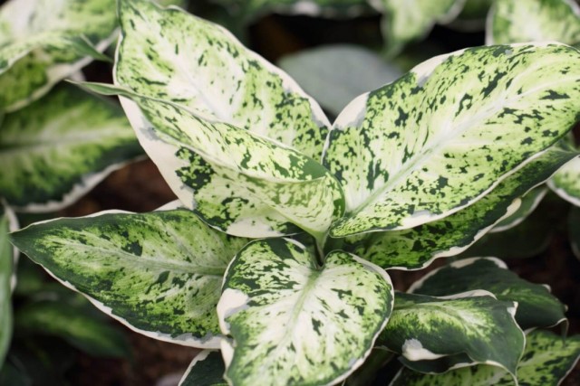Пестролистная диффенбахия (Dieffenbachia) Пестролистная диффенбахия (Dieffenbachia)