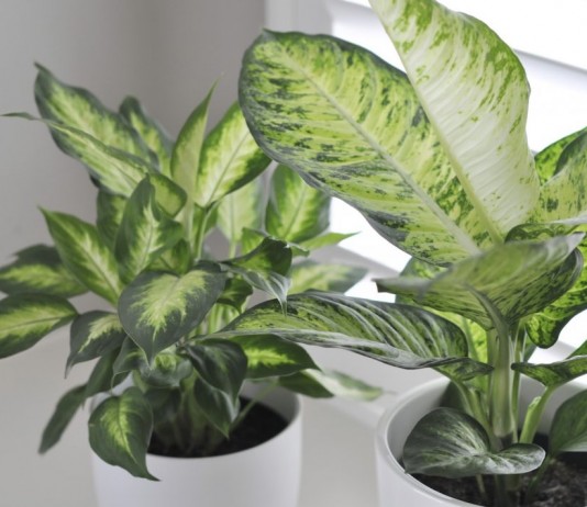 Пестролистные диффенбахии в горшках