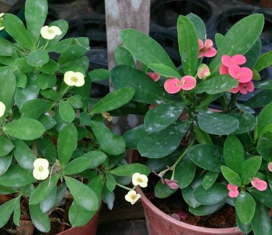 Молочай Миля, или Терновый венец - Красивоцветущие Молочай Миля (Euphorbia speciosa)
