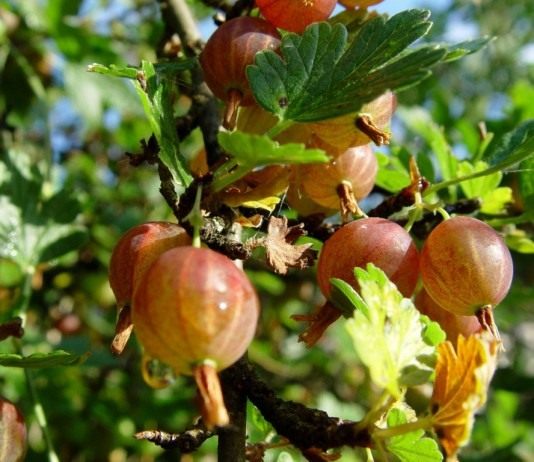 Ягоды крыжовника