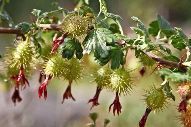 Ягоды крыжовника Роузли (Ribes roezlii)