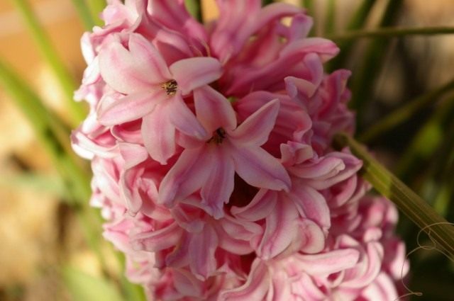 Гиацинт (Hyacinthus)