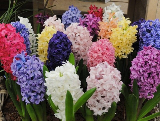 Гиацинт (Hyacinthus)