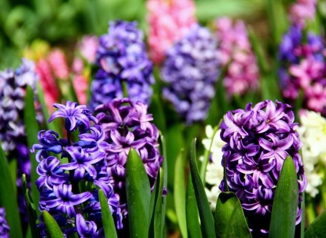 Гиацинт (Hyacinthus)