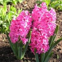 Гиацинт восточный "Ред Меджик" (Hyacinthus orientalis 'Red Magic')