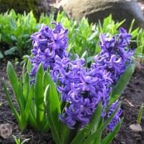 Гиацинт восточный "Атлантик" (Hyacinthus orientalis 'Atlantic')