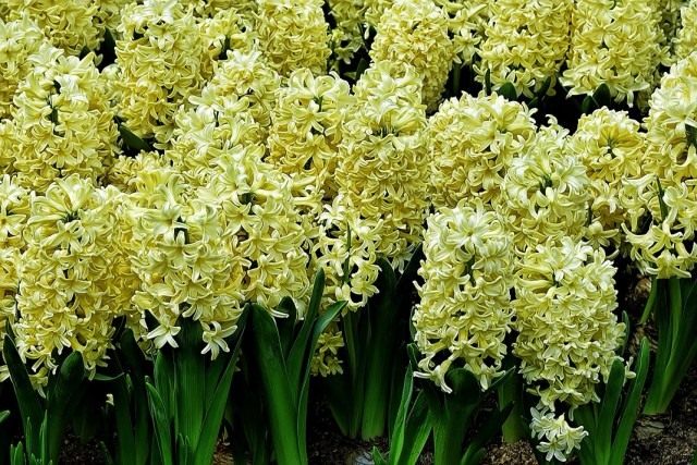 Гиацинт (Hyacinthus)