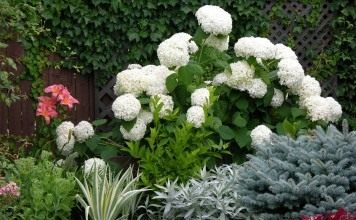 Гортензия древовидная "Анабель" (Hydrangea arborescens 'Annabelle')