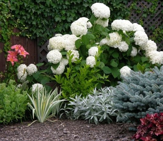 Гортензия: основные виды, посадка и уход - Цветы многолетние Гортензия древовидная "Анабель" (Hydrangea arborescens 'Annabelle')