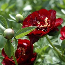 Пион гибридный "Бакай Белл" (Paeonia lactiflora 'Buckeye Belle') Пион гибридный "Бакай Белл" (Paeonia lactiflora 'Buckeye Belle')