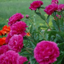 Пион молочноцветковый "Карл Розенфельд" (Paeonia lactiflora 'Karl Rosenfeld') Пион молочноцветковый "Карл Розенфельд" (Paeonia lactiflora 'Karl Rosenfeld')
