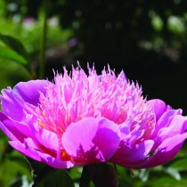 Пион молочноцветковый "Лилак Тайм" (Paeonia lactiflora 'Lilac Time') Пион молочноцветковый "Лилак Тайм" (Paeonia lactiflora 'Lilac Time')
