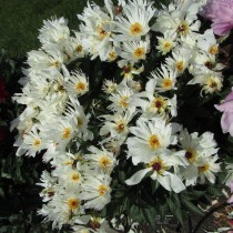 Пион молочноцветковый "Луис Келси" (Paeonia lactiflora 'Lois Kelsey') Пион молочноцветковый "Луис Келси" (Paeonia lactiflora 'Lois Kelsey')