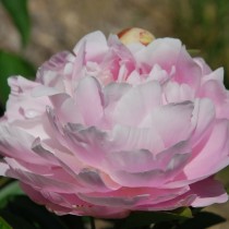 Пион молочноцветковый "Миссис Франклин Д. Рузвельт" (Paeonia lactiflora 'Mrs. Franklin D. Roosevelt') Пион молочноцветковый "Миссис Франклин Д. Рузвельт" (Paeonia lactiflora 'Mrs. Franklin D. Roosevelt')