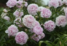 Пион молочноцветковый "Сара Бернар" (Paeonia lactiflora 'Sarah Bernhardt')
