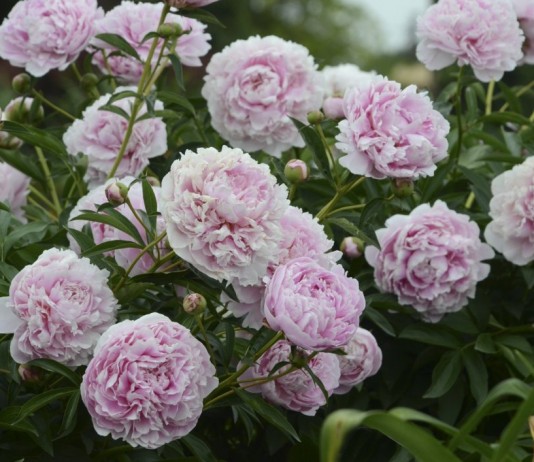 Пион молочноцветковый "Сара Бернар" (Paeonia lactiflora 'Sarah Bernhardt')