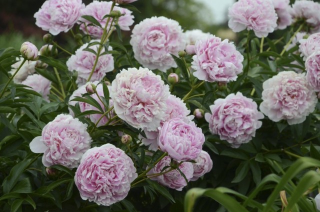 Пион молочноцветковый "Сара Бернар" (Paeonia lactiflora 'Sarah Bernhardt'). © Arbortanics Пион молочноцветковый "Сара Бернар" (Paeonia lactiflora 'Sarah Bernhardt')