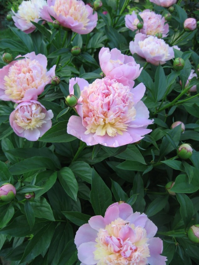 Пион молочноцветковый "Сорбет" (Paeonia lactiflora 'Sorbet') Пион молочноцветковый "Сорбет" (Paeonia lactiflora 'Sorbet')