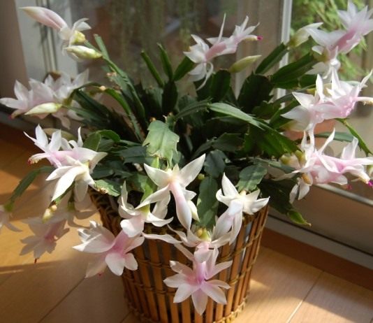 Шлюмбергера (Декабрист)