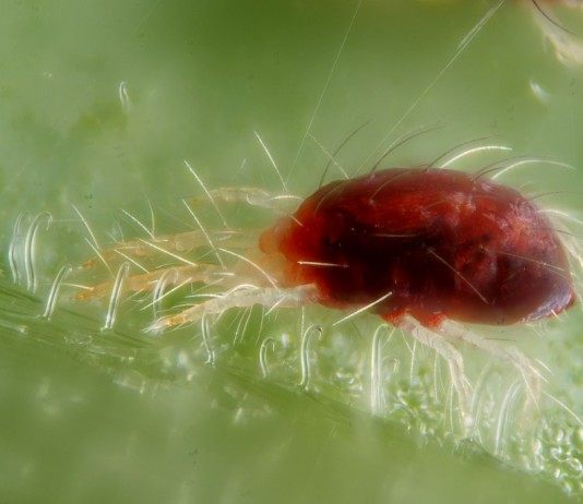 Паутинный клещ — вездесущий вредитель - Вредители и болезни Обыкновенный паутинный клещ (Tetranychus urticae)