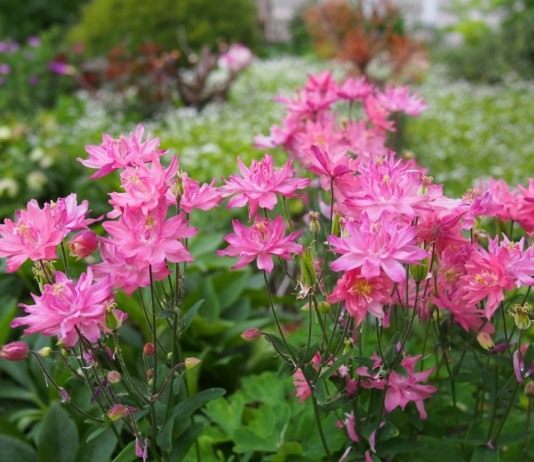 Аквилегия «Клементина»