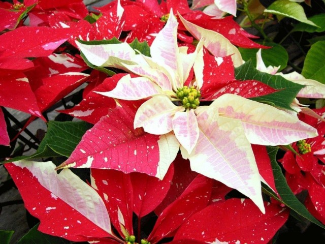 Пуансеттия (Euphorbia pulcherrima)