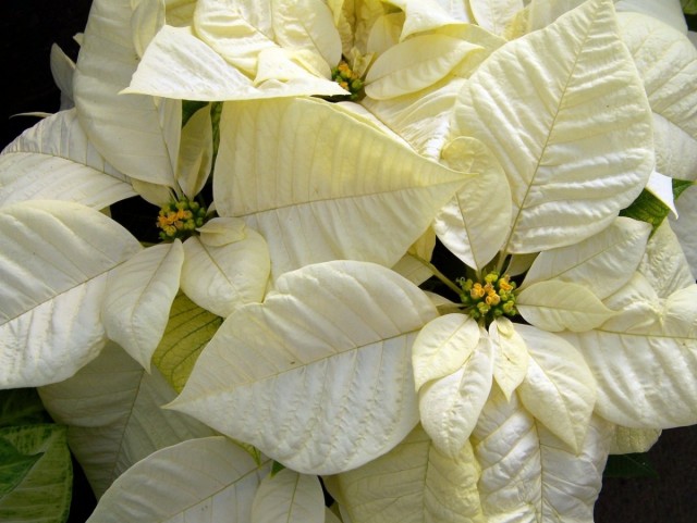 Пуансеттия (Euphorbia pulcherrima)