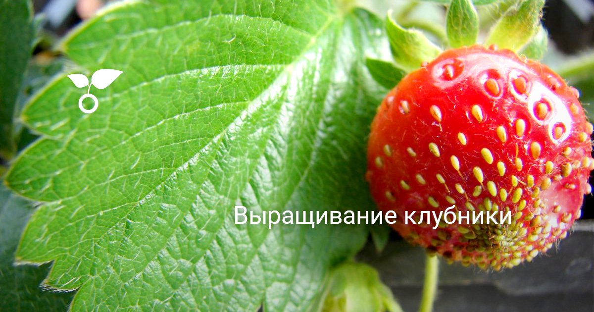 Выращивание клубники