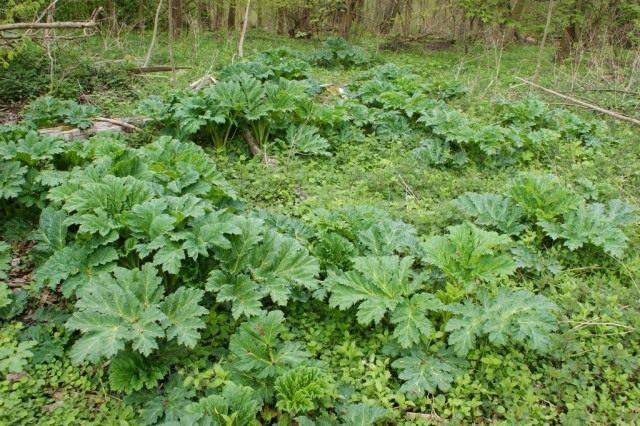 Борщевик Сосновского (Heracleum sosnowskyi) Борщевик Сосновского (Heracleum sosnowskyi)