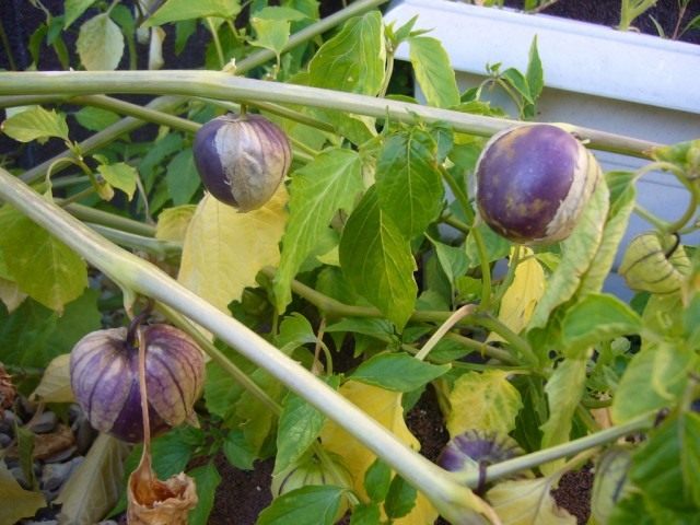 Физалис овощной (Physalis philadelphica) Физалис овощной (Physalis philadelphica)