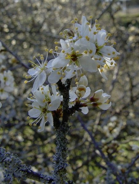 Яблоня (Apple tree)