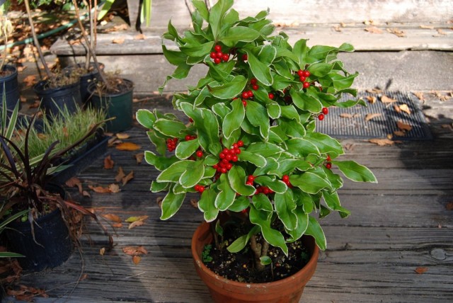Ардизия курчавая (Ardisia crispa) Ардизия курчавая (Ardisia crispa)