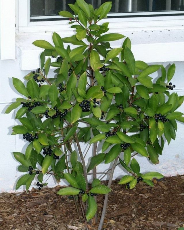Ардизия низкая (Ardisia humilis) Ардизия низкая (Ardisia humilis)