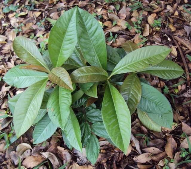 Ардизия соланацея (Ardisia solanacea) Ардизия соланацея (Ardisia solanacea)