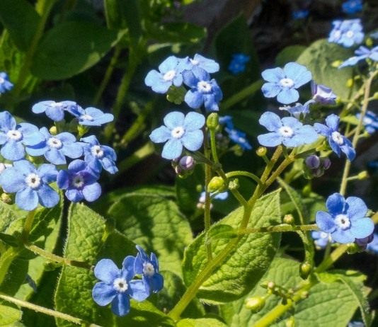 Бруннера крупнолистная (лат. Brunnera macrophylla)