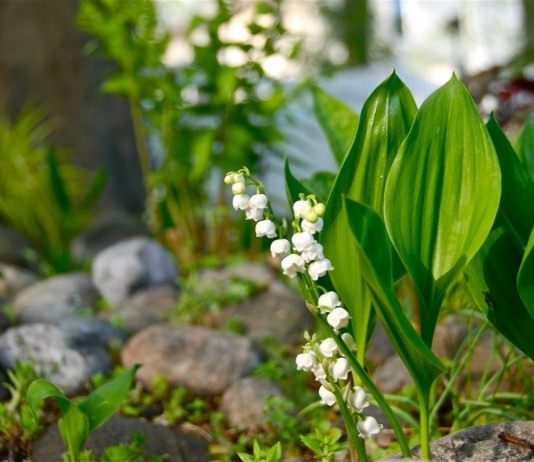 Ландыш майский (Convallaria majalis)