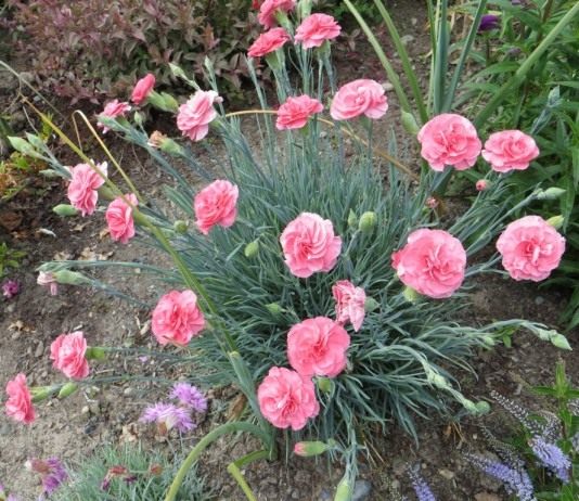 Гвоздика садовая