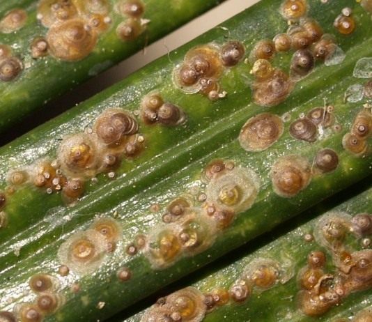 Коричневая щитовка (Chrysomphalus dictyospermi)