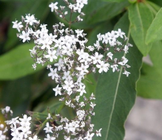 Гипсофила Олдхема, или Качим Олдхема