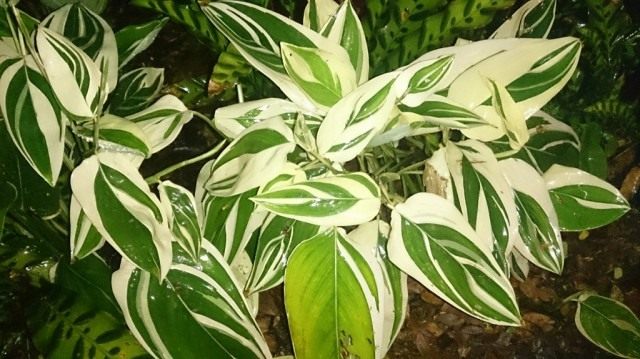 Маранта тростниковидная пёстролистная, вариегата (Maranta arundinacea 'Variegata')